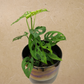 Philodendron Swiss Cheese in 6” Plastic Pot