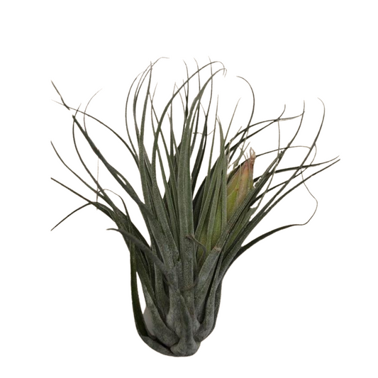 Large Air Plant - Tillandsia Utriculata Prengelii