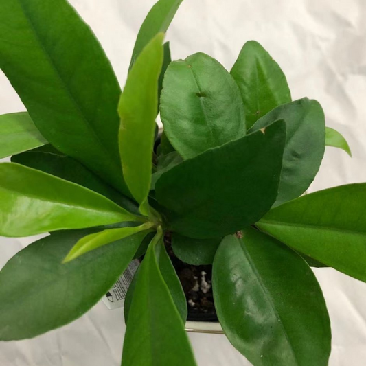 Ardisia in 3.5” Plastic Pot