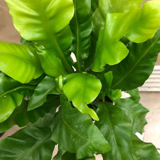 Bird’s Nest Fern in 6” Plastic Pot