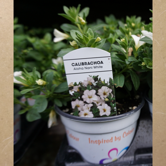 Calibrachoa White in Plastic Pot