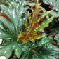 Begonia Angel Wings in 6” Plastic Pot