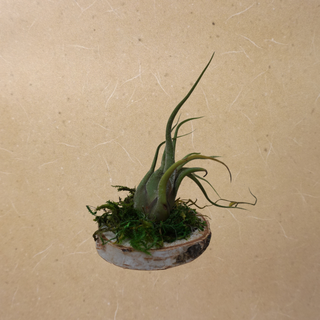 Small Air Plant - Tenuifolia