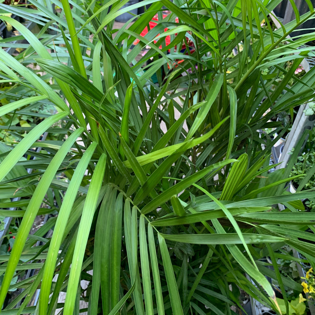 Bamboo Palm in Plastic Pot
