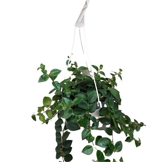 Lipstick Plant in 8” Hanging Basket