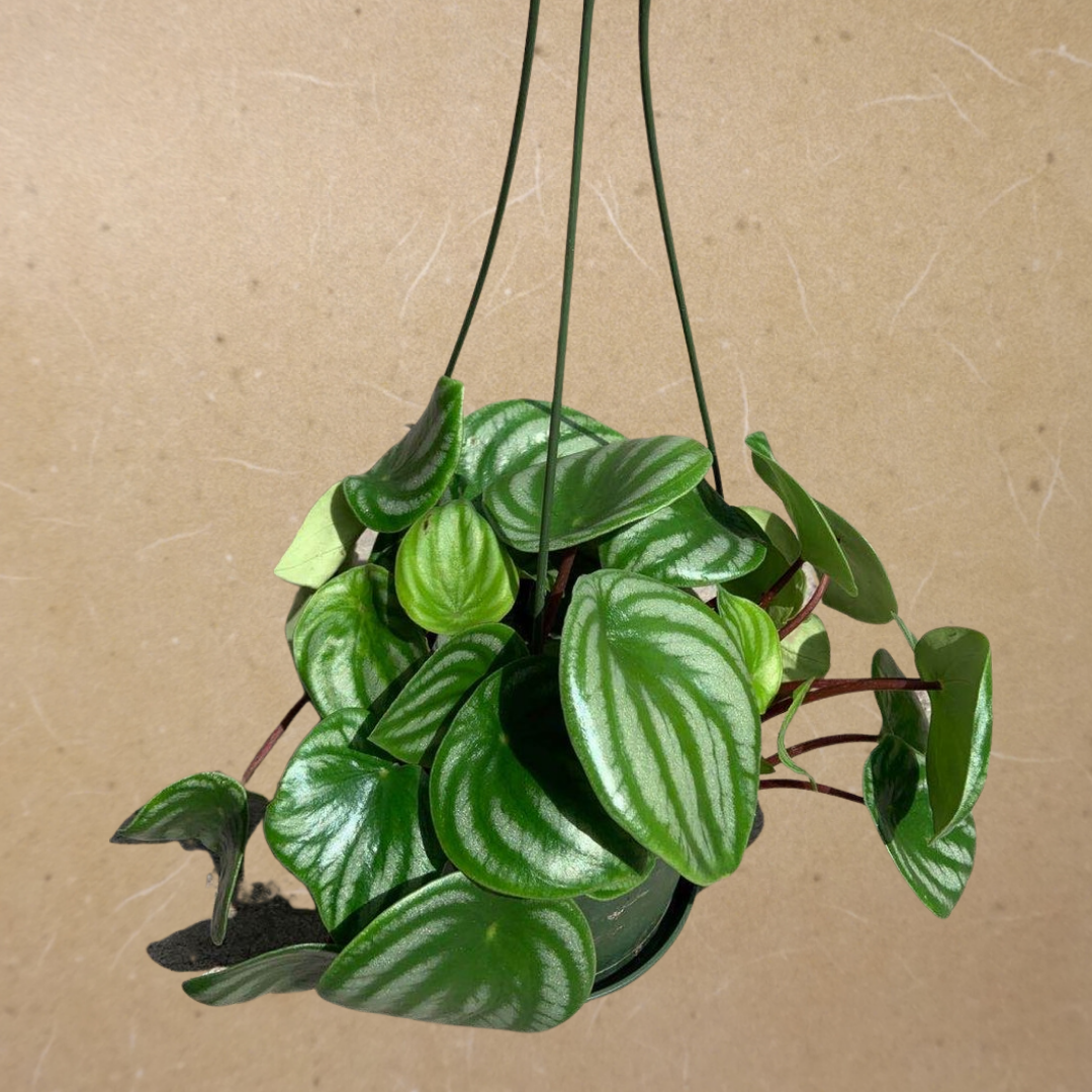 Peperomia Watermelon in 6” Hanging Basket