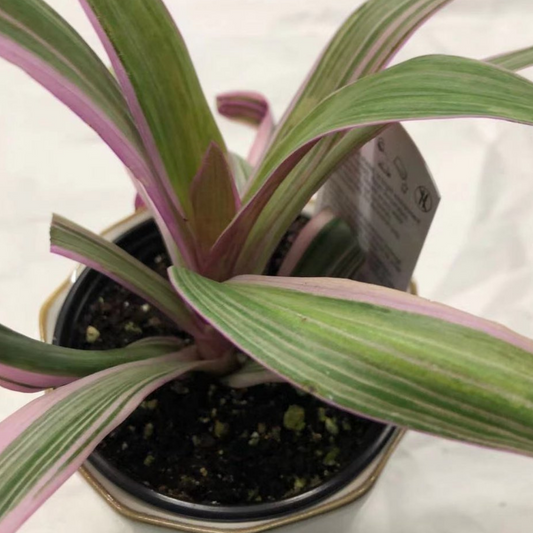 Rheo in 3.5” Plastic Pot