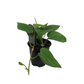 Philodendron Green in Plastic Pot or Hanging Basket