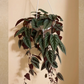 Rex Begonia (Cissus Discolour) in 8” Hanging Basket