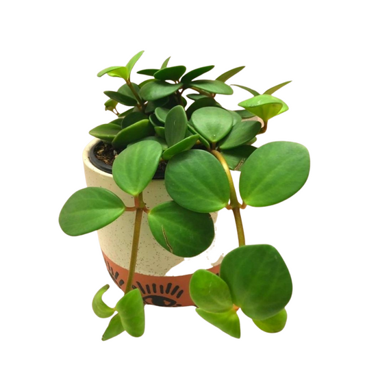 Peperomia Hope in 4” Plastic Pot