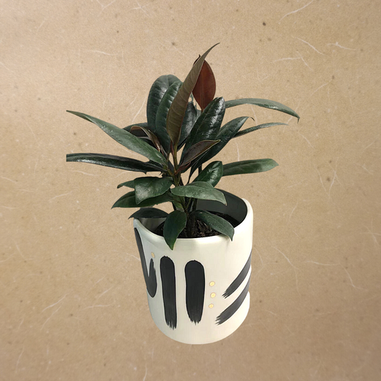 Rubber Plant in Plastic Pot