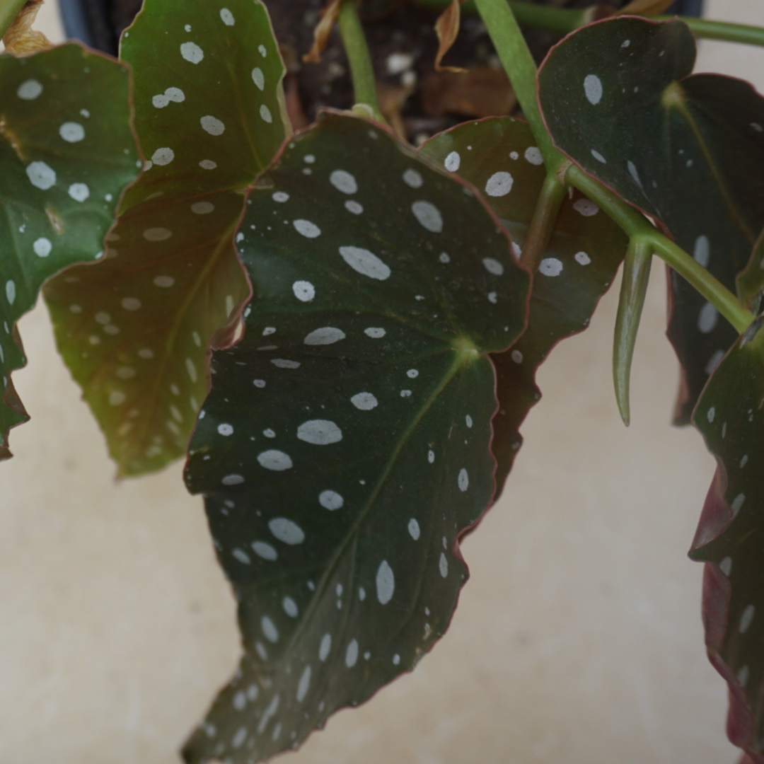 Queens Fruit Market & Plants