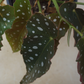 Begonia Maculata in 6” Plastic Pot