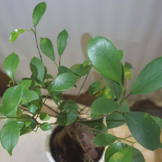 Bonsai Fig in 4” Plastic Pot