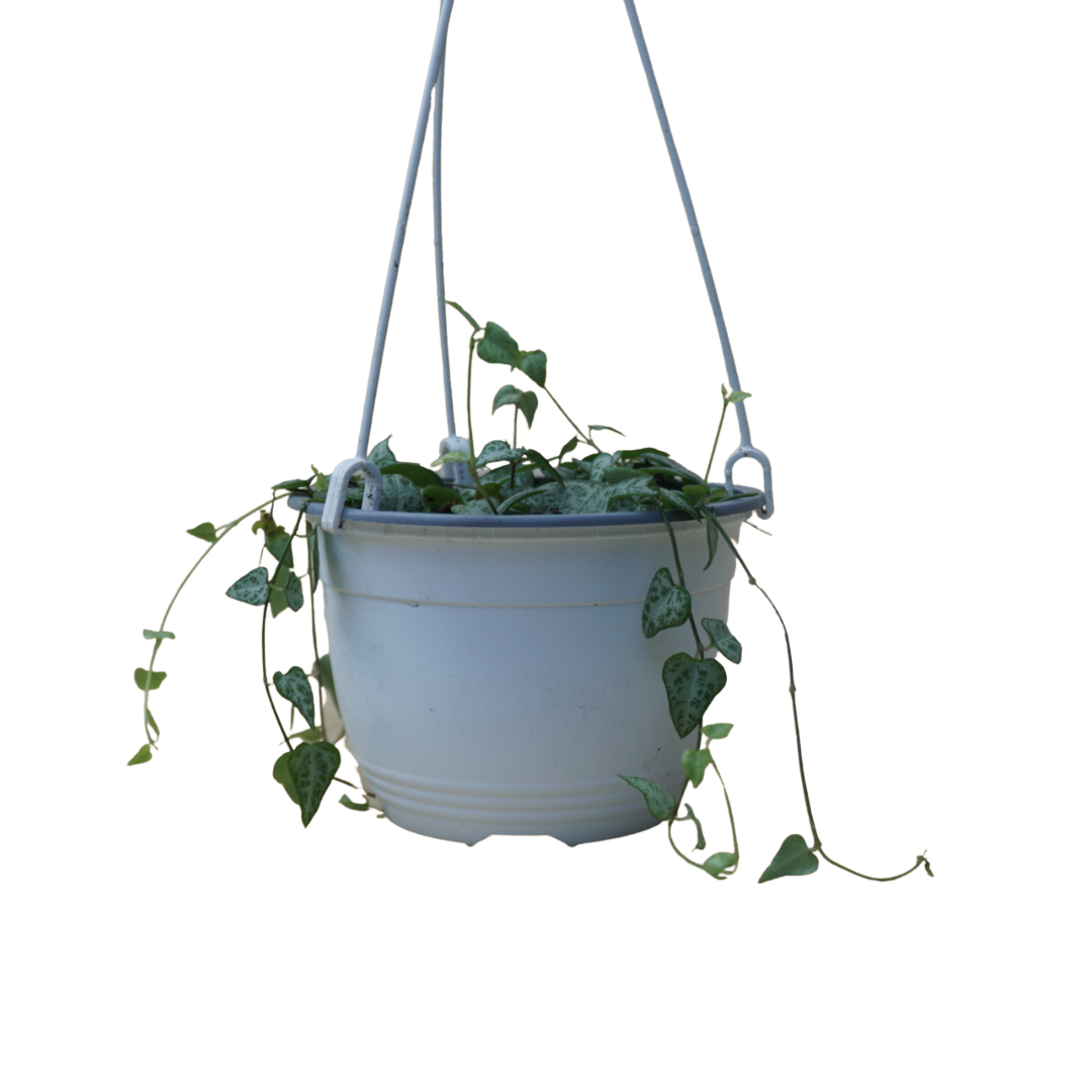 String of Hearts In 6” Hanging Pot