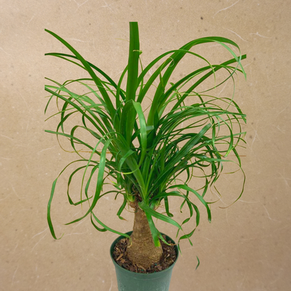 Ponytail Palm in Plastic Pot
