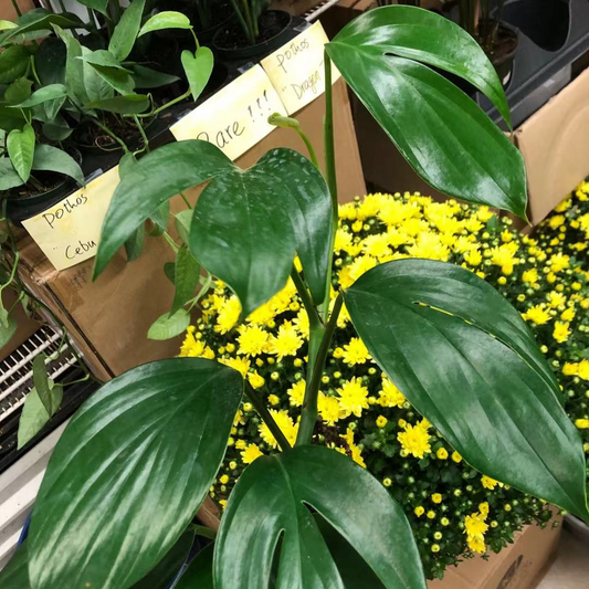 Dragon Tail Pothos in 4" Plastic Pot