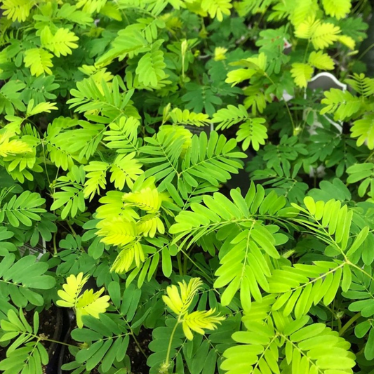 Sensitive Plant in 4” Plastic Pot