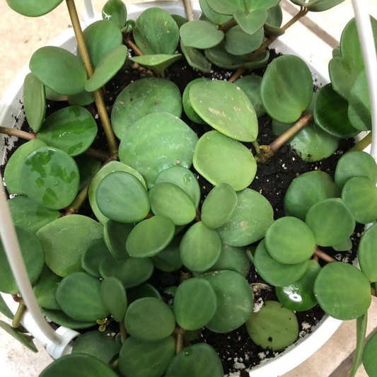 Peperomia Hope in 8” Hanging Basket