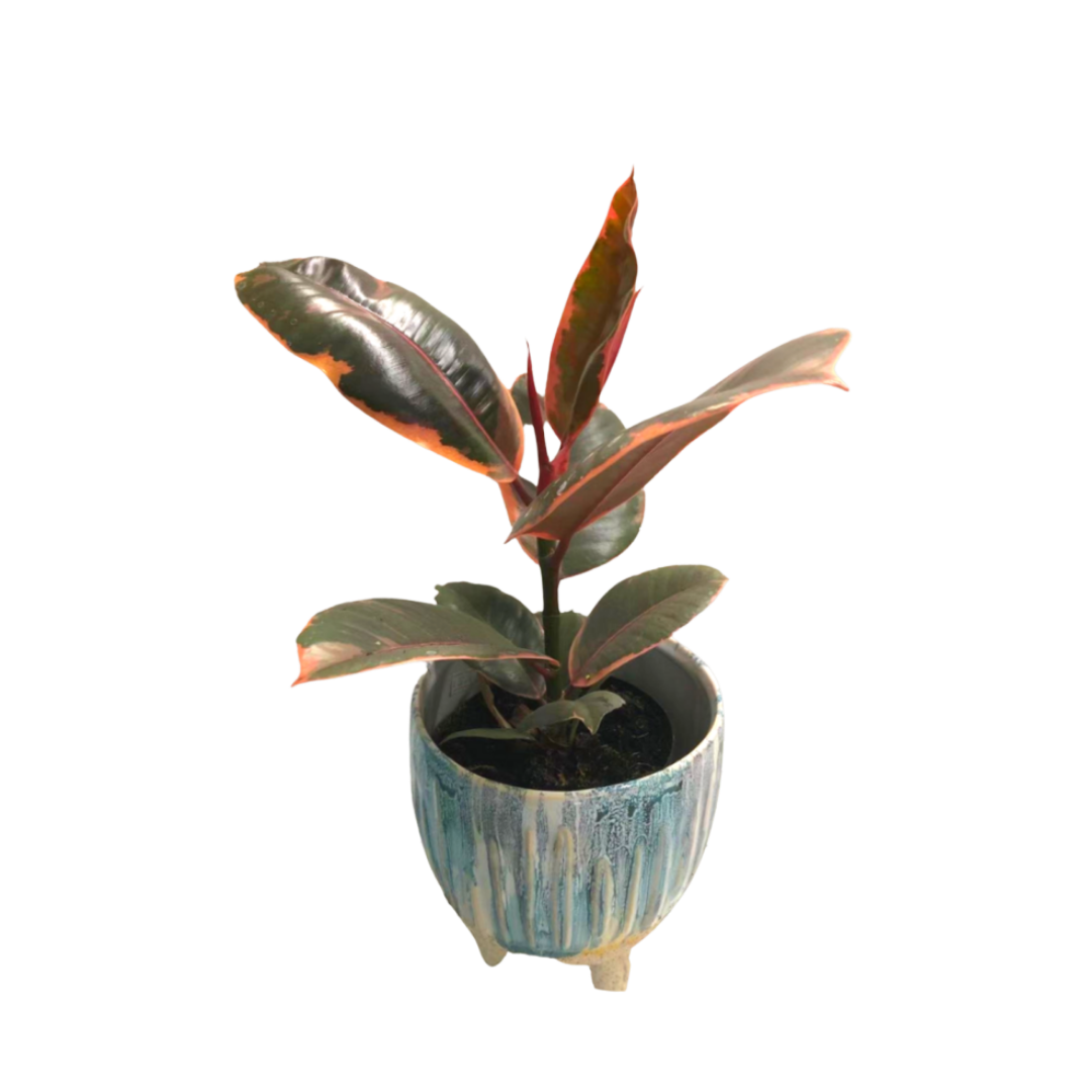Rubber Plant Ruby in 5” Plastic Pot