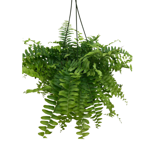 Boston Fern in 6" Hanging Basket