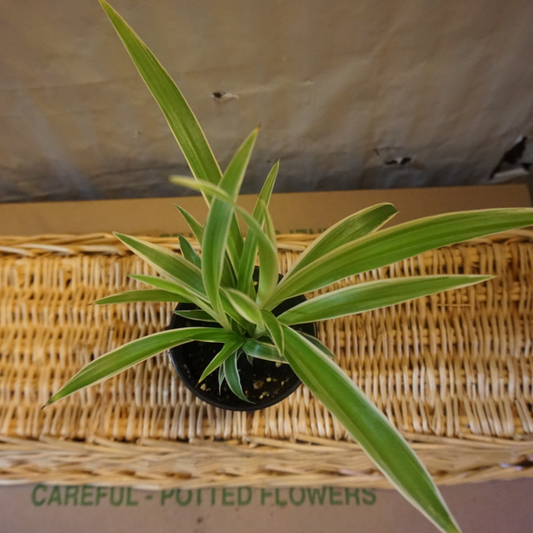Spider Plant in 3.5” Plastic Pot