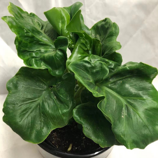 Philodendron Atom in 5” Plastic Pot