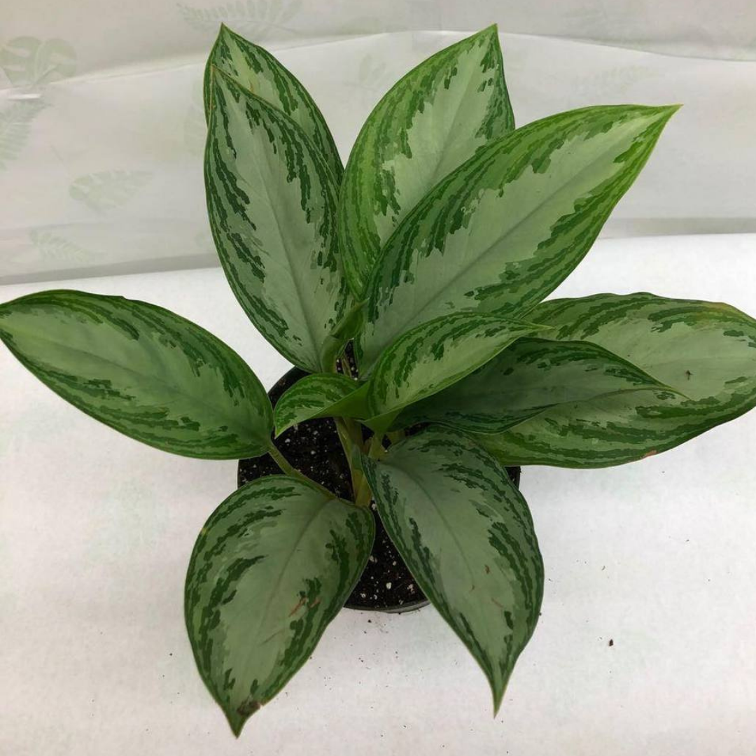 Chinese Evergreen - Aglaonema Silver Bay in 6" Plastic Pot