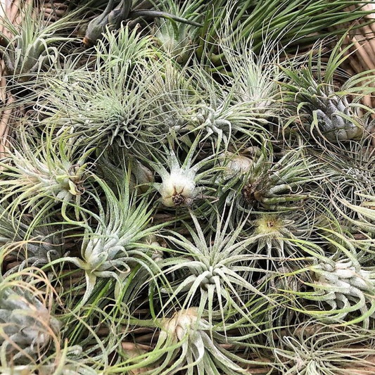 5 Small Air Plants for $20