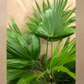 Chinese Fan Palm in 10” Plastic Pot