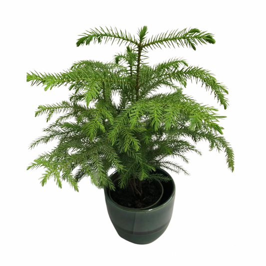 Norfolk Island Pine in Plastic Pot