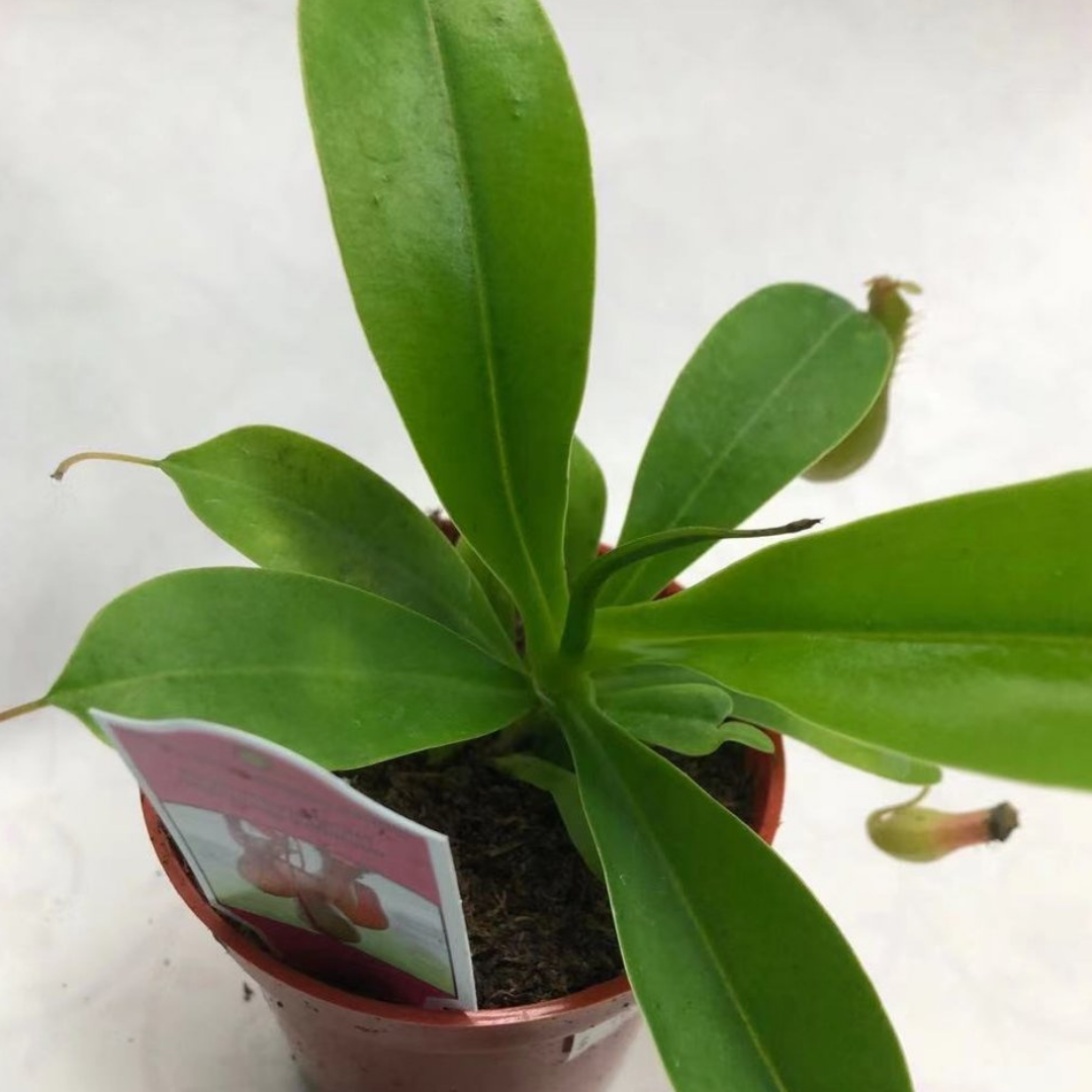 Nepenthes Pitcher Plant in 3” Plastic Pot