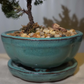 Small Juniper Bonsai Tree in Ceramic Pot (Green)