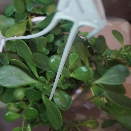 Trailing Jade in 6" Hanging Basket