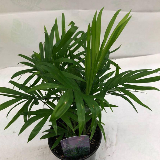 Bella Palm in Plastic Pot