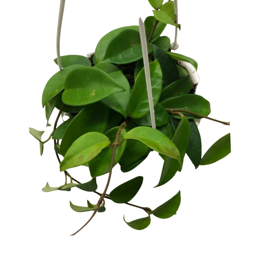 Hoya Plant (Green) in 6” Hanging Basket