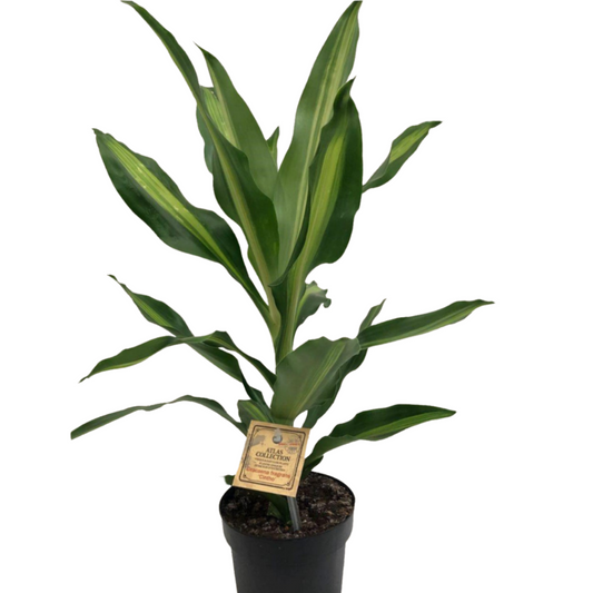 Dracaena Cintho in 5" Plastic Pot