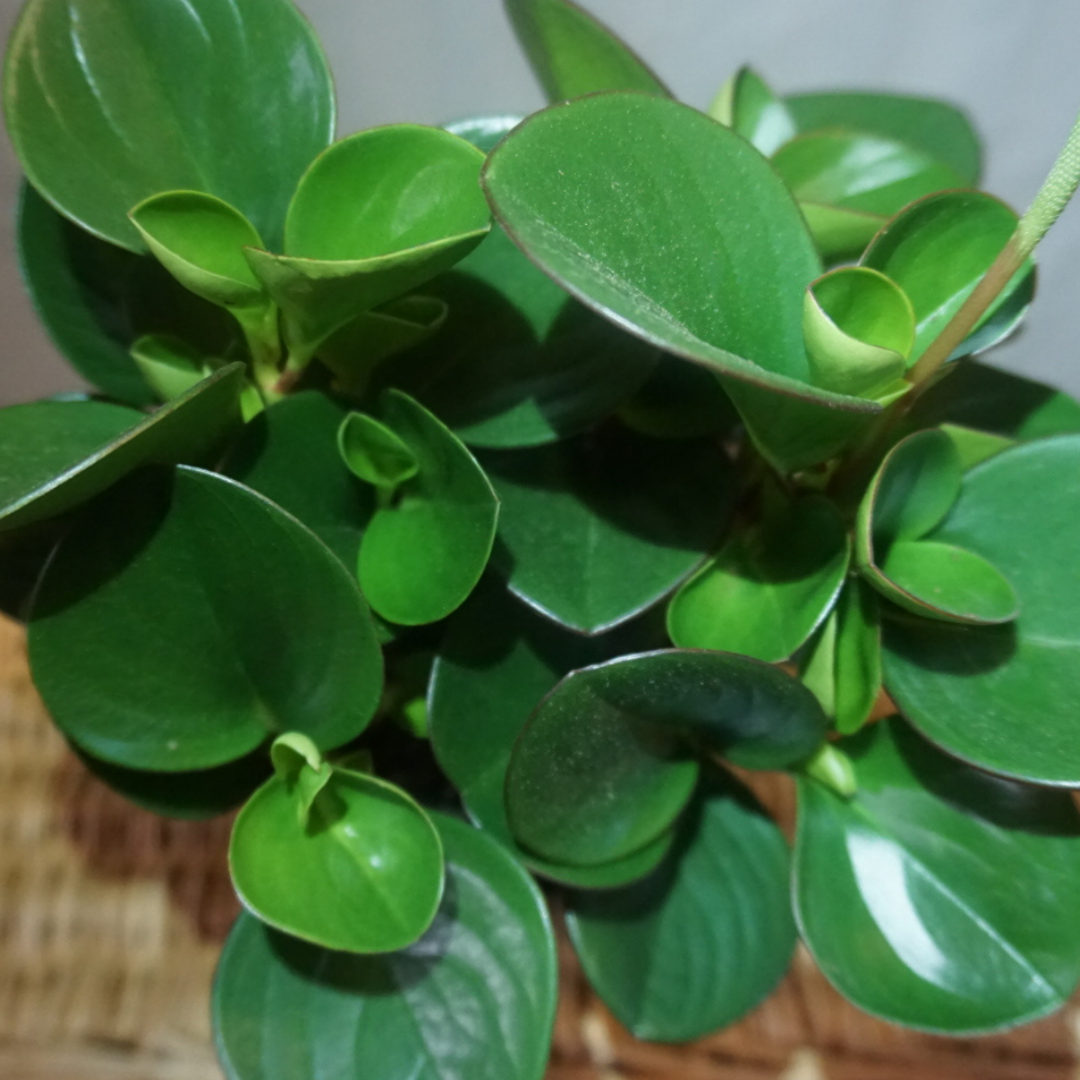 Peperomia Large Green Leaves in Plastic Pot