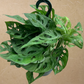 Swiss Cheese Philodendron in 8” Hanging Basket