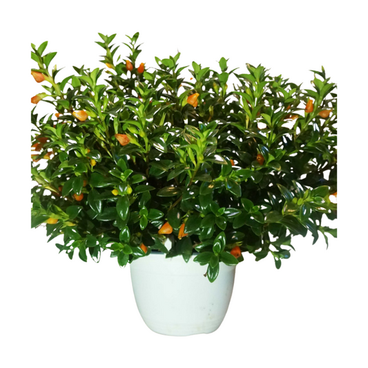 Goldfish Plant in 6" Hanging Basket