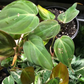 Philodendron Mican in 3” Plastic Pot
