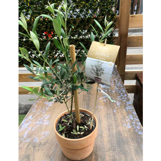 Olive Tree in 6" Clay Pot