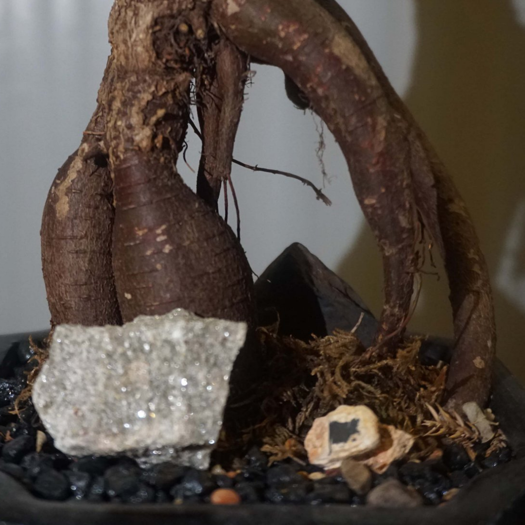 Bonsai Ficus Ginseng in Ceramic Pot (Black)