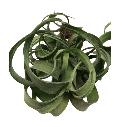 Large Air Plant - Tillandsia Utriculata