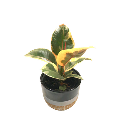 Rubber Plant Tineke in Plastic Pot