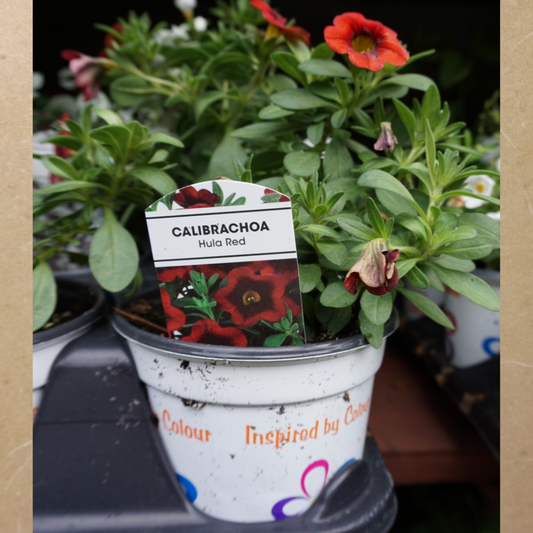 Calibrachoa Red in Plastic Pot