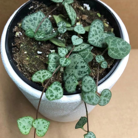 String of Hearts in 3.5” Plastic Pot