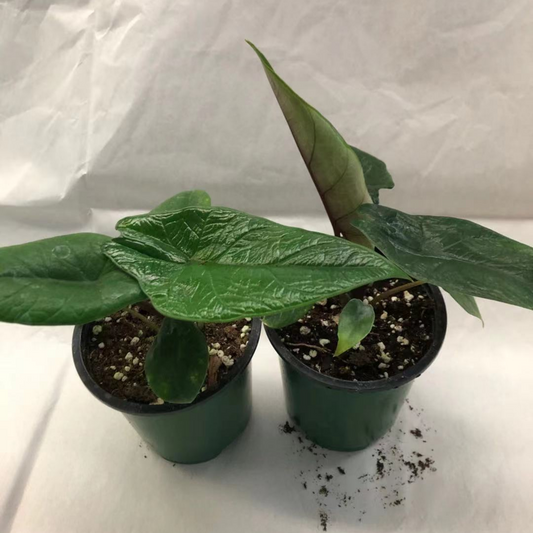 Alocasia Scalprum in 3.5” Plastic Pot