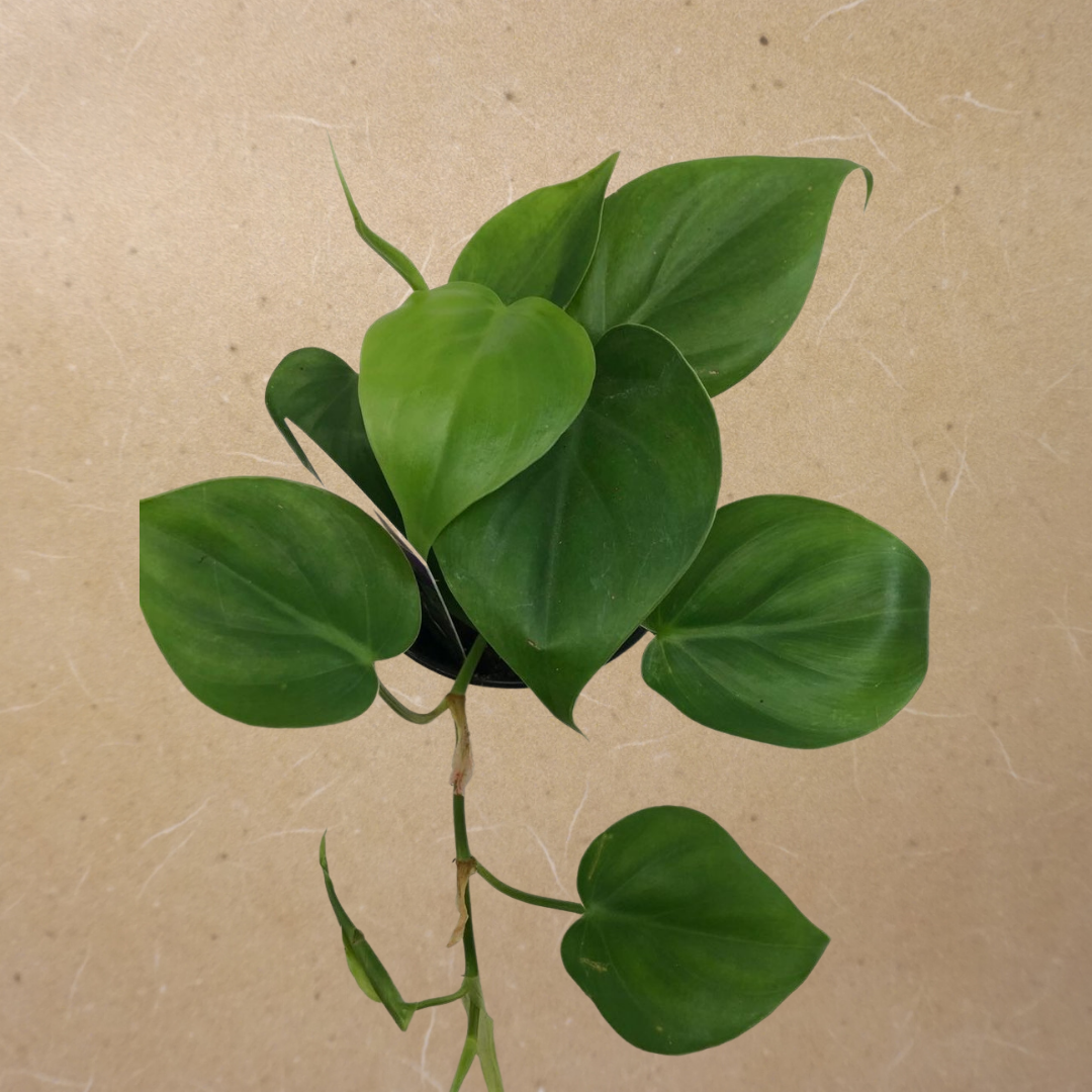 Philodendron Green in Plastic Pot or Hanging Basket