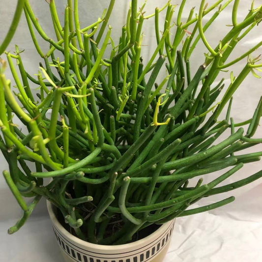 Pencil Cactus in 6” Plastic Pot